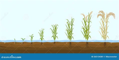 Rice Growth Cycle 5 Step Vector Design 108805727