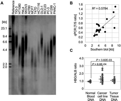 The Current Telomere Qpcr Method Does Not Always Correlate With