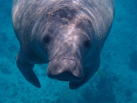 West Indian Manatee — Jamaican Petrel