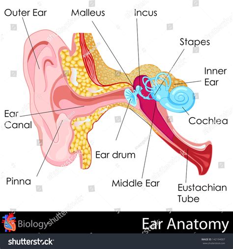 1,776 Ear Diagram Images, Stock Photos & Vectors | Shutterstock