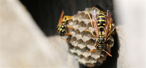 What is the difference between bees and wasps? Rentokil Pest Control IE