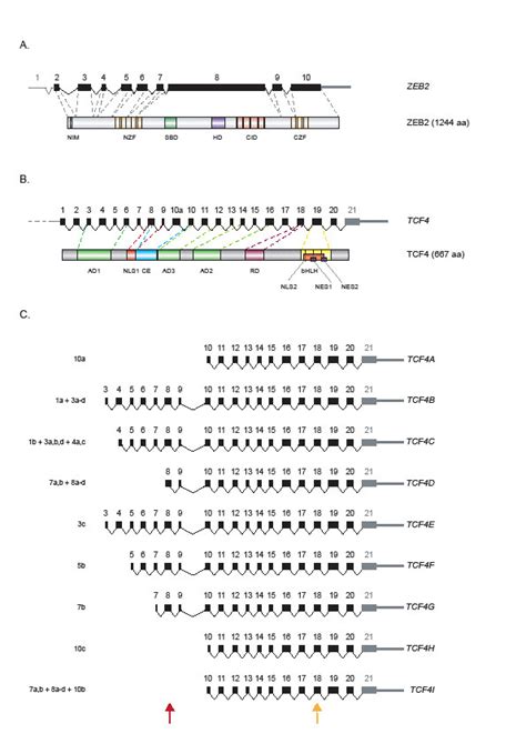 Different E Box Binding Transcription Factors Similar Neuro