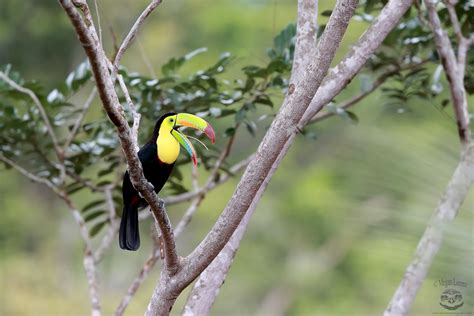 MLorenz Photography: Talking Toucan