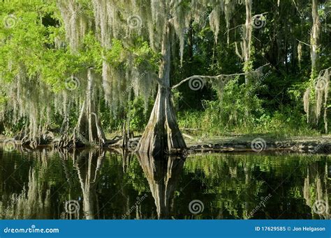 Florida Swamp Landscape With Cypress Stock Image Image Of Florida