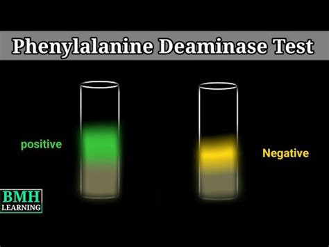 Phenylalanine Deaminase Test YouTube