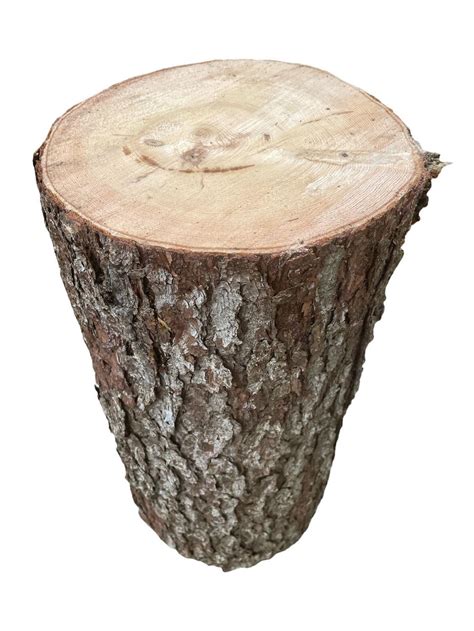 Spruce Tree Stump Xtra Large 12 12 To 16 12 Diameter X 4 To 24 Tall