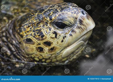 Sea Turtle Close Up Face While Swimming Stock Photo Image Of Face