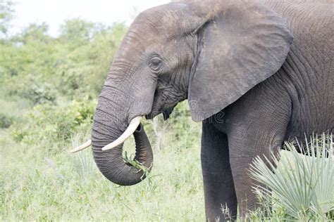 Kruger Park: elephant stock photo. Image of kruger, south - 212433900