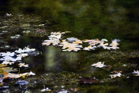 Oak Leaves Free Stock Photo Public Domain Pictures