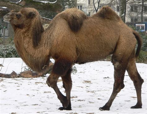 Camel | The Biggest Animals Kingdom