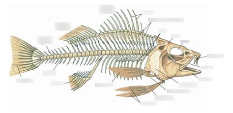 Fish Bone Structure Diagram | Quizlet