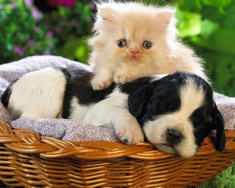 Baby Cats and Dogs Wallpapers - Top Free Baby Cats and Dogs Backgrounds ...