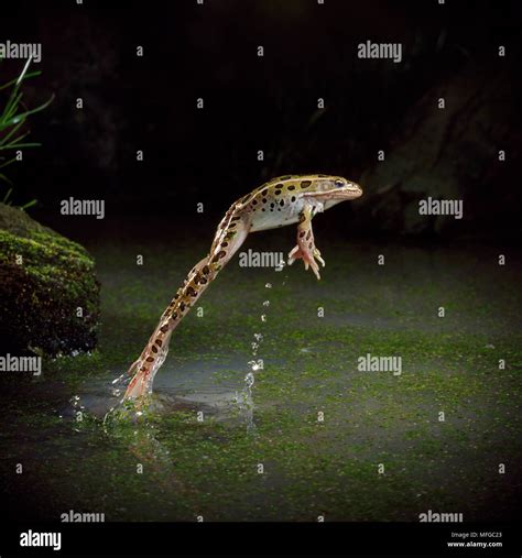 Jumping frog hi-res stock photography and images - Alamy