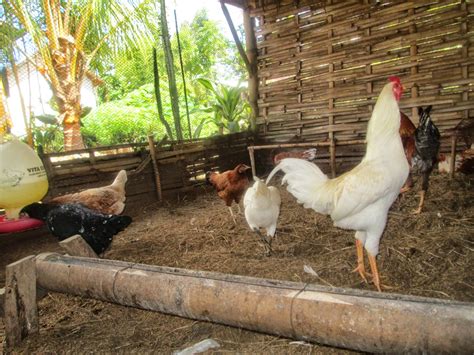 Itik Banyuwangi Memelihara Ayam Kampung Petelor Itu Mudah Banyuwangi