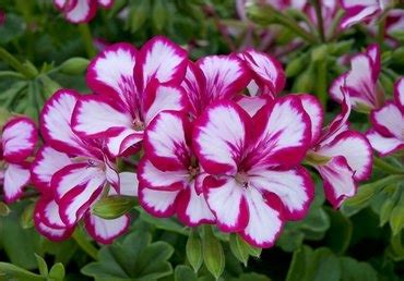 Geranium Ivy Leaf Burgundy And White Jumbo Six Pack Stewarts Garden