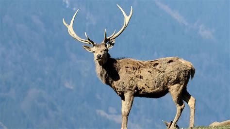 Hirsch Tötet Seinen Halter Und Verletzt Dessen Frau Schwer Stern De