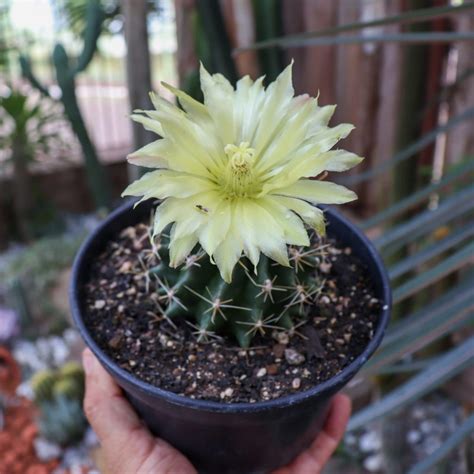 Mammillaria Sinuosa Pt Cat Logo Vando Fabi Cactus E Suculentas