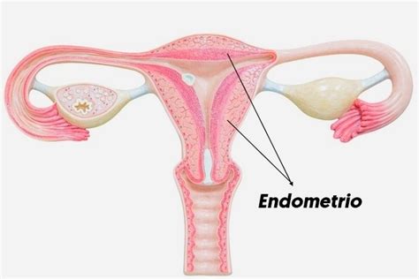 Endometrio qué es fases y enfermedades que lo afectan Tua Saúde