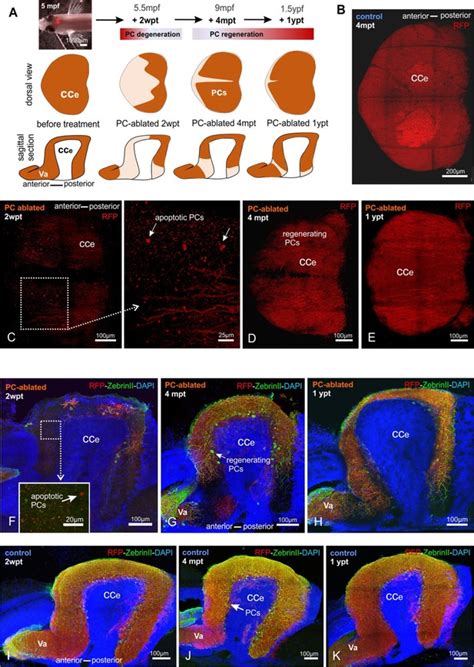 Lifelong Regeneration Of Cerebellar Purkinje Cells After Induced Cell