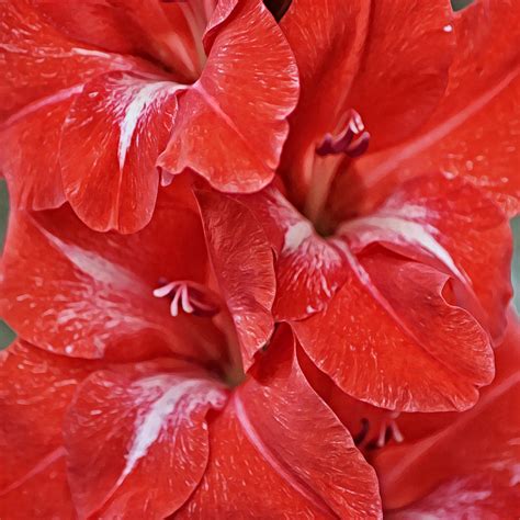 Red Gladiolus Flowers Squared Photograph By Gaby Ethington Fine Art