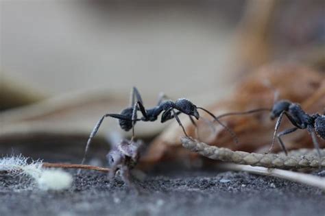 Animales Que Viven Debajo De La Tierra