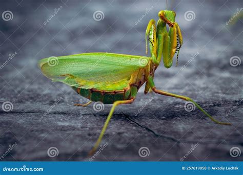 Portrait Cute Large Green Praying Mantis Attacking Stance On A Dark