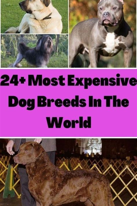 24 Most Expensive Dog Breeds In The World Artofit