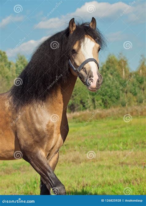 Portrait Of Buckskin Welsh Pony In Field Stock Photo Image Of Beauty