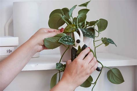 How To Prune Houseplants