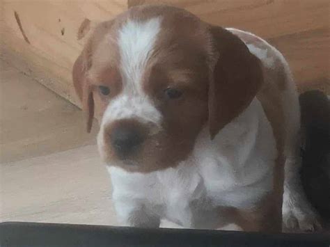 Chiots Épagneul Breton LOF à vendre Petite Annonce chien