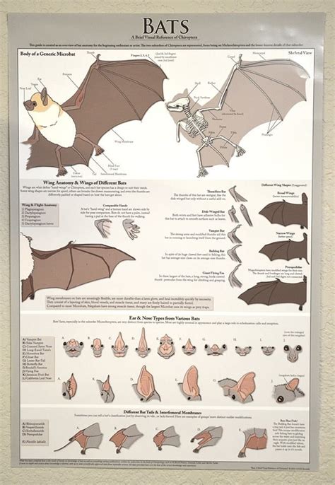 Chiroptera, Bat species, Bat anatomy