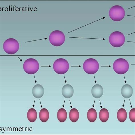 Proliferative Versus Asymmetric Patterns Of Growth The Diagram