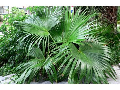 Livistona Livistona Care For Livistona Description Photo Of A Palm