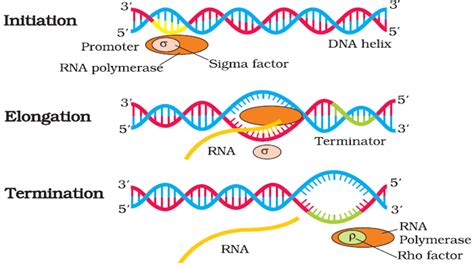 Molecular Basis Of Inheritance Plus 2 Zoology Exam Capsule Notes Web