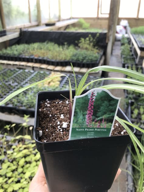 Marsh Blazing Star, Liatris spicata - Designs By Nature, LLC