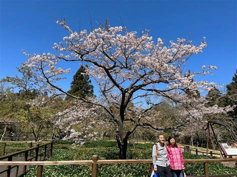 阿里山櫻王將盛開 週末迎12萬遊客入園賞花 地方 中央社 Cna