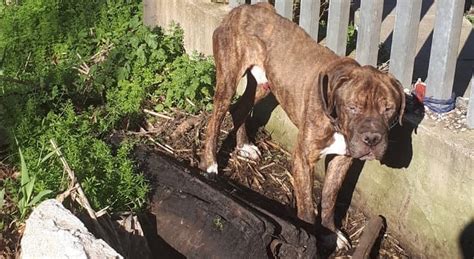 Orrore Sulla Ciclabile Cane Incatenato E Seviziato Salvato Da Un Meticcio