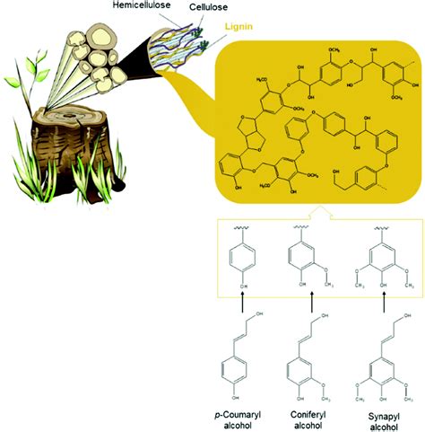 Lignin Molecule