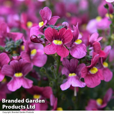 Nemesia Most Scented Melody Raspberry Thompson Morgan