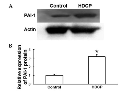 Expression Of Pai 1 Protein In Placental Tissue A Western Blot Download Scientific Diagram