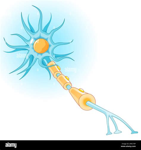 Anatomy of a typical neuron. Structure of nerve cell: axon, synapse, dendrite, myelin sheath ...