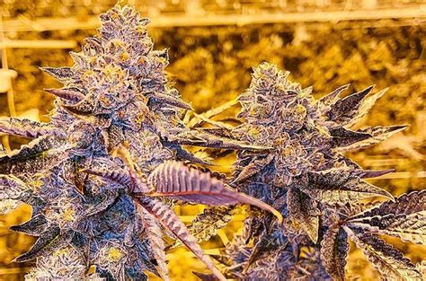 Ice Cream Cake Strain Dagga Seeds