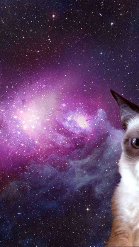 Cats in Space Wallpapers Top Những Hình Ảnh Đẹp