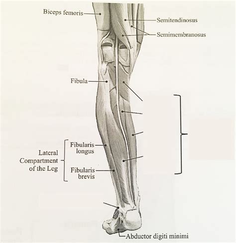 Deep Muscles Of The Posterior Compartment Of The Left Leg Diagram Quizlet