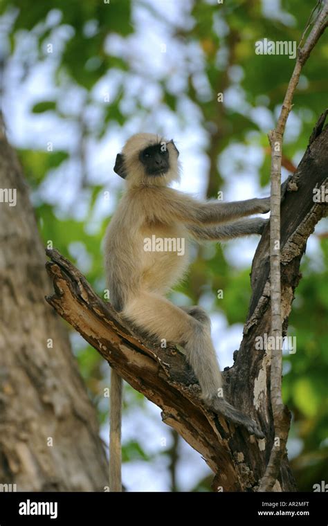 Hanuman Langur Hanuman Monkey Common Langur Presbytis Entellus Pup