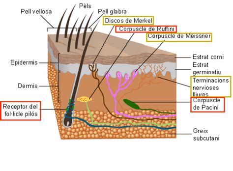 Anatomia Y Fisiologia Del Sistema Nervioso Receptores Sensitivos