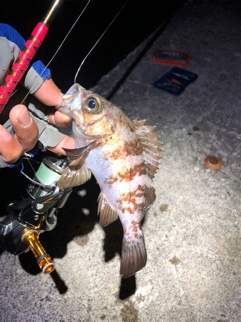 うんおつさんの2024年04月29日月の釣行青森県 青森湾 アングラーズ 釣果500万件の魚釣り情報サイト