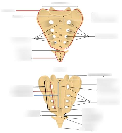 Diagram Of Bony Landmarks Of Sacrum And Coccyx Quizlet