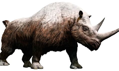 Woolly Rhinoceros Pictures Az Animals