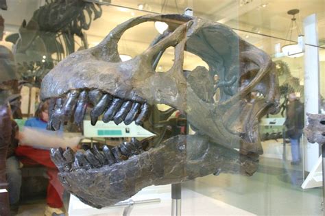 Crâne de Camarasaurus sp. Dinosauria, Saurischia, Sauropoda, Eusauropoda, Neosauropoda ...